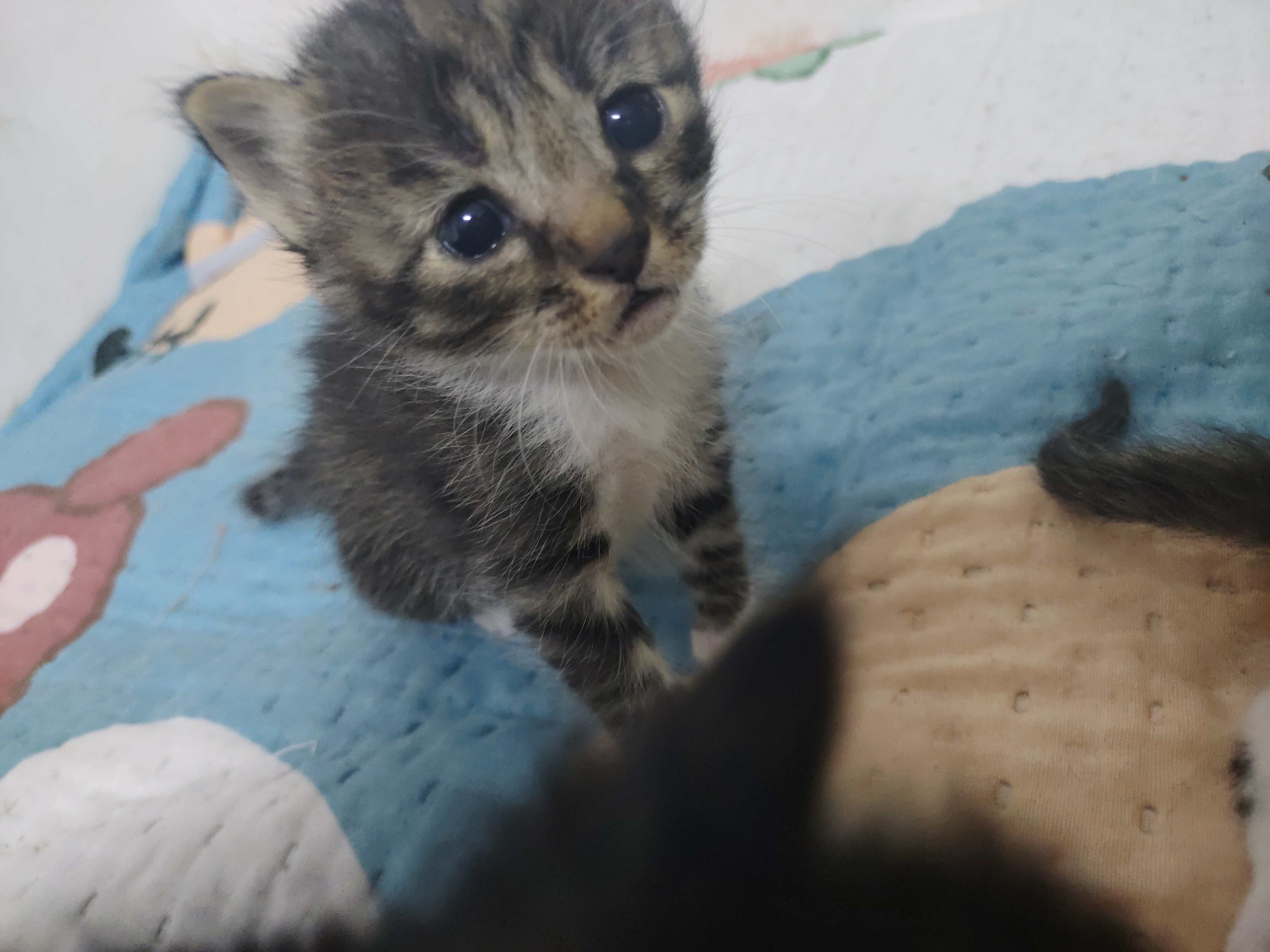 黑色狸花猫